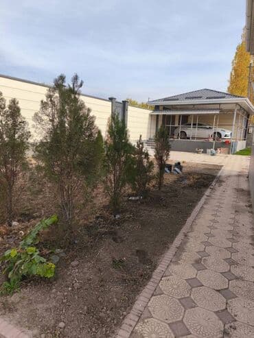 мягкая мебель в рассрочку бишкек: Көчөттөр дарактардын: Туялар, Өзү алып кетүү lalafo.kg да — 2 мягкая мебель в рассрочку бишкек: Көчөттөр дарактардын: Туялар, Өзү алып кетүү — 2