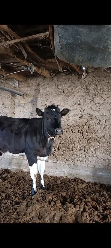 Продаю | Тёлка | Швицкая | На откорм, На забой, Для разведения | Искусственник at lalafo.kg Продаю | Тёлка | Швицкая | На откорм, На забой, Для разведения | Искусственник