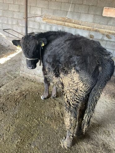 Продаю | Бык (самец) | Ангус | На откорм | Племенные at lalafo.kg Продаю | Бык (самец) | Ангус | На откорм | Племенные