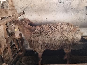 Продаю | Баран (самец) | Арашан | Для разведения at lalafo.kg Продаю | Баран (самец) | Арашан | Для разведения