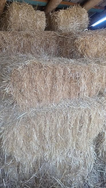 Солома в тюках - Прессованные тюки прямоугольной формы, плотная at lalafo.kg Солома в тюках - Прессованные тюки прямоугольной формы, плотная