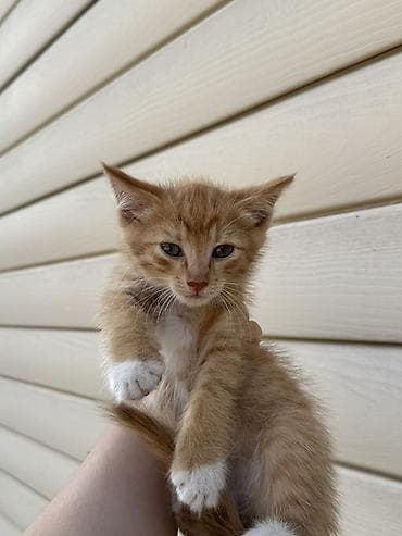 Вязка кошек: 🐾 Отдаем котят в добрые и заботливые руки! 🐾 Ищут любящую семью at lalafo.kg — 7 Вязка кошек: 🐾 Отдаем котят в добрые и заботливые руки! 🐾 Ищут любящую семью — 7