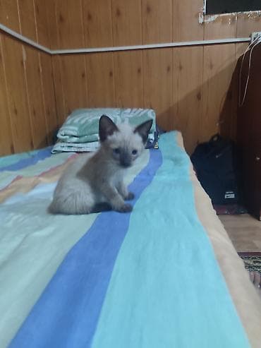 Сиамская, 2 месяца, Мальчик, Приучена к лотку at lalafo.kg Сиамская, 2 месяца, Мальчик, Приучена к лотку