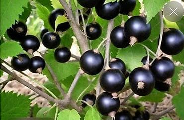 🔥 Саженцы чёрной смородины (2–3 года) — высокий урожай! 🔥 ✔ Крепкие at lalafo.kg 🔥 Саженцы чёрной смородины (2–3 года) — высокий урожай! 🔥 ✔ Крепкие