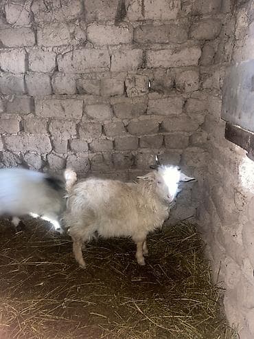 Продаю | Коза (самка) | Для разведения at lalafo.kg Продаю | Коза (самка) | Для разведения