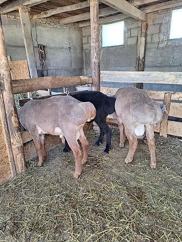 Продаю | Баран (самец) | Для разведения | Племенные at lalafo.kg Продаю | Баран (самец) | Для разведения | Племенные