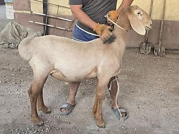 Продаю | Баран (самец) | На забой at lalafo.kg Продаю | Баран (самец) | На забой