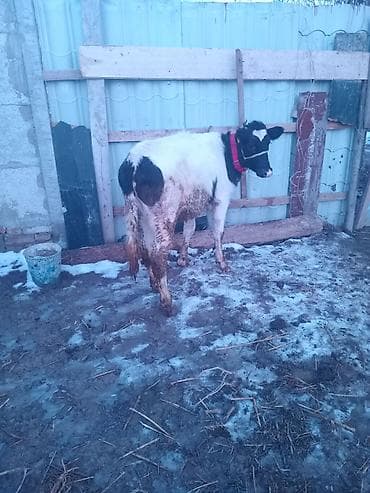 Продаю | Музоо, торпок | Голштин | На откорм | Привязанные at lalafo.kg Продаю | Музоо, торпок | Голштин | На откорм | Привязанные