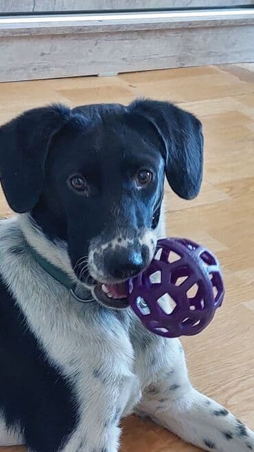 Chrysler: Ит бекер берилет: 7 айлык, Ургаачы lalafo.kg да — 1 Chrysler: Ит бекер берилет: 7 айлык, Ургаачы — 1