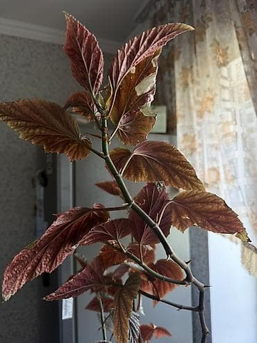 Бегония декоративно-лиственная (крупнолистная лиана/куст). - at lalafo.kg Бегония декоративно-лиственная (крупнолистная лиана/куст). -