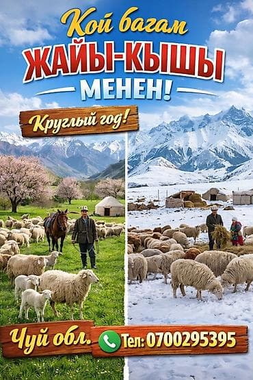 Выпас овец круглый год в Чуйской области. - Пастбищное содержание at lalafo.kg Выпас овец круглый год в Чуйской области. - Пастбищное содержание