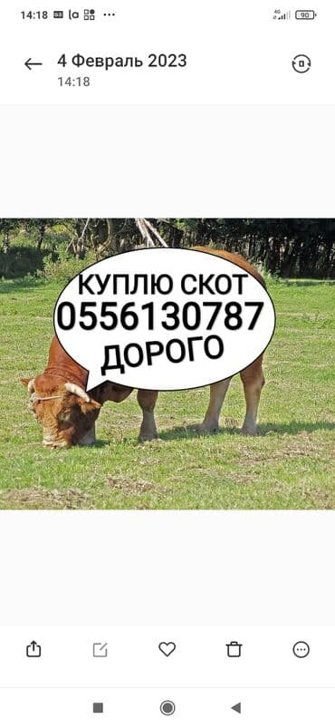 Куплю | Коровы, быки, Лошади, кони, Другие с/х животные | Круглосуточно, Любое состояние, Забитый at lalafo.kg Куплю | Коровы, быки, Лошади, кони, Другие с/х животные | Круглосуточно, Любое состояние, Забитый