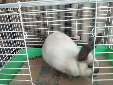 Башка: Продаю кролиху lalafo.kg да — 3 Башка: Продаю кролиху — 3