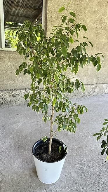 Фикус Бенджамина в напольном кашпо - Вид: Ficus benjamina at lalafo.kg Фикус Бенджамина в напольном кашпо - Вид: Ficus benjamina