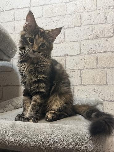 🐾 Продаётся шикарная девочка породы мейн-кун! 🐾 Возраст — 3 месяца at lalafo.kg 🐾 Продаётся шикарная девочка породы мейн-кун! 🐾 Возраст — 3 месяца