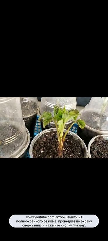 Саженцы малины в стаканчиках - Молодые укоренённые саженцы малины at lalafo.kg Саженцы малины в стаканчиках - Молодые укоренённые саженцы малины