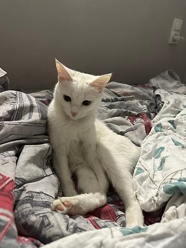 Кошка даром: Беспородная, 3 года, Девочка, Приучена к лотку, Проглистована at lalafo.kg Кошка даром: Беспородная, 3 года, Девочка, Приучена к лотку, Проглистована