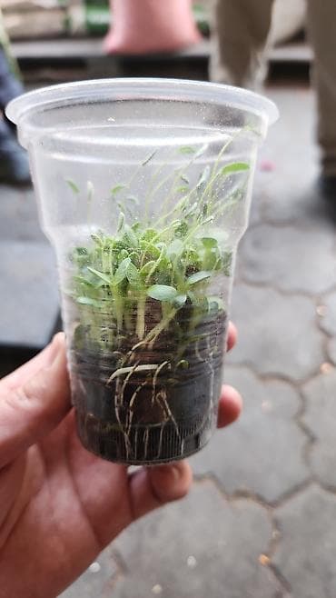 Lotus: Эспарцет урук Колдуку, Суусамырдыкы кепилдиги 200% гарантиясы менен! at lalafo.kg — 2 Lotus: Эспарцет урук Колдуку, Суусамырдыкы кепилдиги 200% гарантиясы менен! — 2