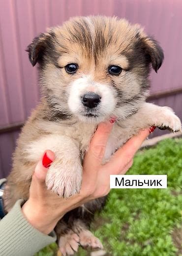 Собака даром: Дворняжка, 2 месяца, Самец, С прививкой at lalafo.kg Собака даром: Дворняжка, 2 месяца, Самец, С прививкой