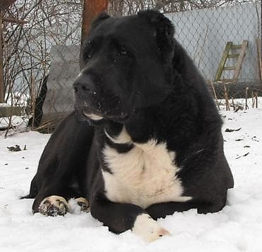 ОТДАМ ДАРОМ! Самовывоз!!Крупная короткошёрстная собака черного окраса at lalafo.kg ОТДАМ ДАРОМ! Самовывоз!!Крупная короткошёрстная собака черного окраса