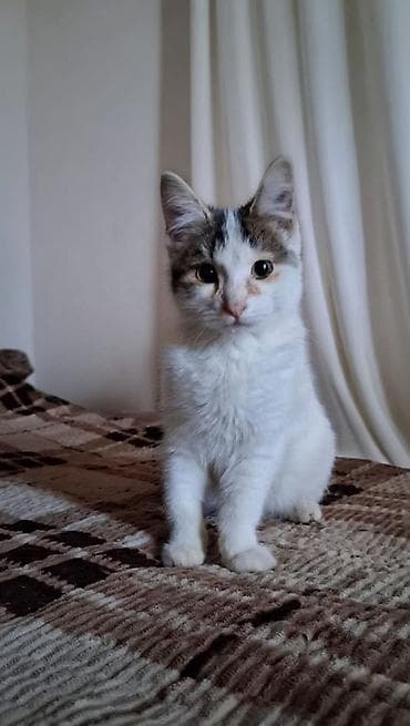 Кошка даром: Беспородная, 8 месяцев, Мальчик, Приучена к лотку, Проглистована at lalafo.kg Кошка даром: Беспородная, 8 месяцев, Мальчик, Приучена к лотку, Проглистована