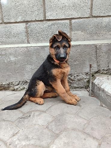 Щенки немецкой овчарки. С отличной родословной, подойдут как для at lalafo.kg Щенки немецкой овчарки. С отличной родословной, подойдут как для