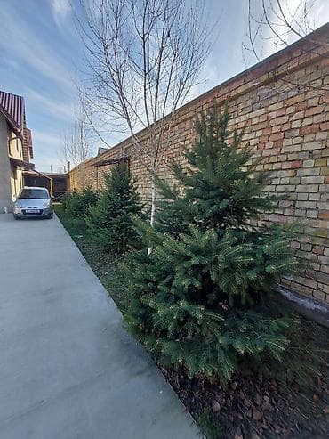 Ели и декоративные хвойные для озеленения участка - Пихты/ели зелёные at lalafo.kg Ели и декоративные хвойные для озеленения участка - Пихты/ели зелёные