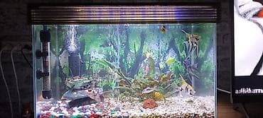 Аквариумный комплект для дома/офиса - Прямоугольный стеклянный at lalafo.kg Аквариумный комплект для дома/офиса - Прямоугольный стеклянный