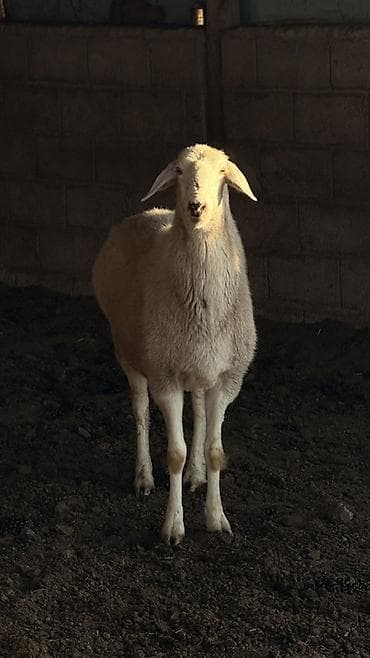 Требуется Скотник, Оплата: Ежемесячно, Питание at lalafo.kg Требуется Скотник, Оплата: Ежемесячно, Питание