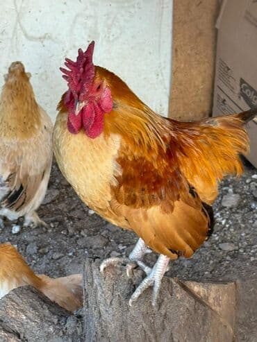 Продаю | Куры, Петух at lalafo.kg Продаю | Куры, Петух