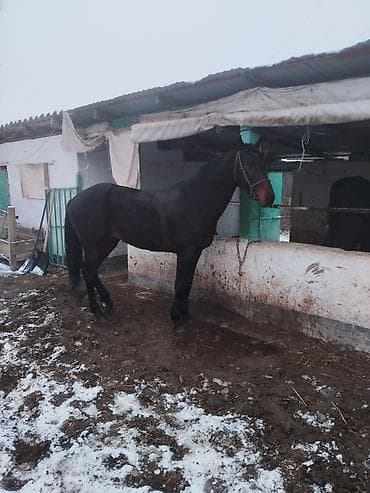 Продаю | Конь (самец) | Полукровка | Конный спорт | Племенные at lalafo.kg Продаю | Конь (самец) | Полукровка | Конный спорт | Племенные