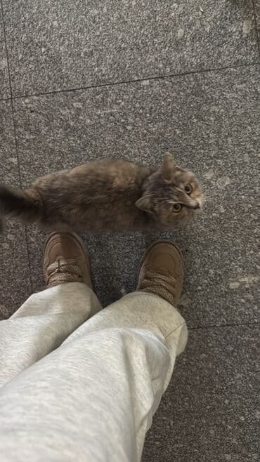 6 января возле Барби фитнес по Киевской, была найдена кошка. Кошка на at lalafo.kg 6 января возле Барби фитнес по Киевской, была найдена кошка. Кошка на