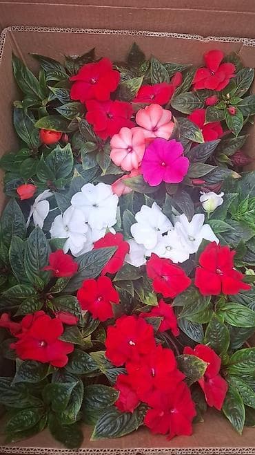 Оптом продается цветы цикломен от 210 до 240 есть разные виды at lalafo.kg — 3 Оптом продается цветы цикломен от 210 до 240 есть разные виды — 3