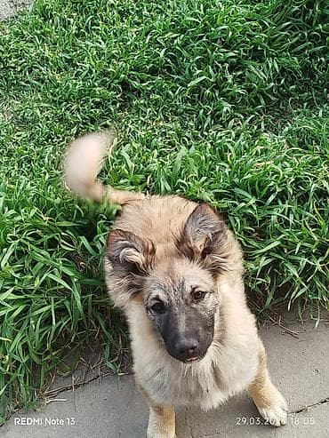 Щенок среднего размера, пушистый, с густой светло-рыжей шерстью и at lalafo.kg Щенок среднего размера, пушистый, с густой светло-рыжей шерстью и