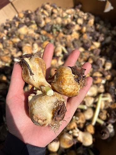 Последние луковицы тюльпана Больше не будет!!! От 100 шт по 5сом за at lalafo.kg Последние луковицы тюльпана Больше не будет!!! От 100 шт по 5сом за