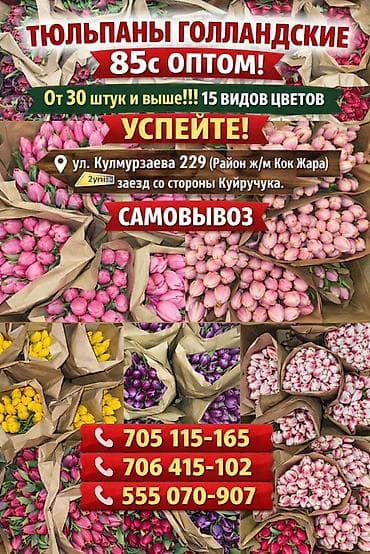 Тюльпаны оптом - Голландские тюльпаны, 15 видов и расцветок at lalafo.kg Тюльпаны оптом - Голландские тюльпаны, 15 видов и расцветок