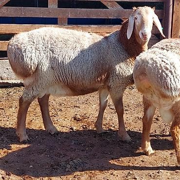 Продаю | Ягненок, Баран (самец) | Для разведения | Племенные, Осеменитель at lalafo.kg — 10 Продаю | Ягненок, Баран (самец) | Для разведения | Племенные, Осеменитель — 10