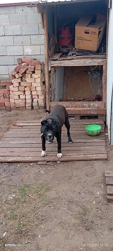 Питбуль, 7 месяцев, Самка, С прививкой at lalafo.kg Питбуль, 7 месяцев, Самка, С прививкой