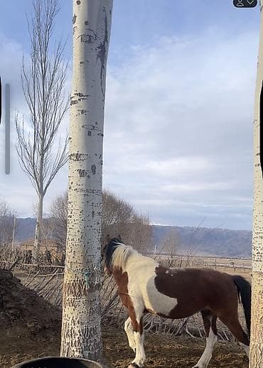 Айгыр сатылат
5 асый кочкордо at lalafo.kg Айгыр сатылат
5 асый кочкордо