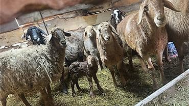 Продаю | Овца (самка) | Для разведения | Матка at lalafo.kg Продаю | Овца (самка) | Для разведения | Матка