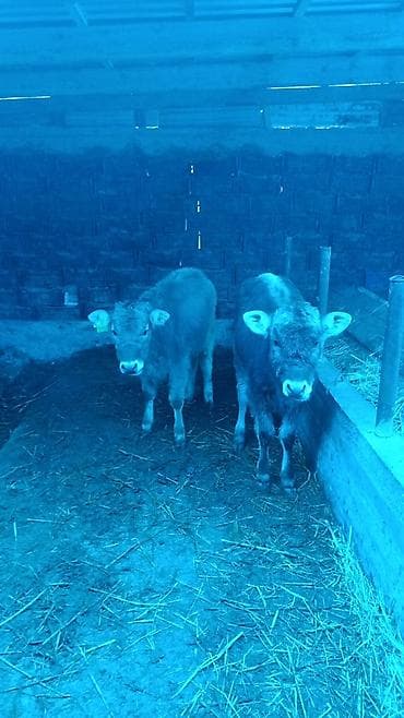 Продаю | Музоо, торпок | На откорм | Привязанные at lalafo.kg Продаю | Музоо, торпок | На откорм | Привязанные