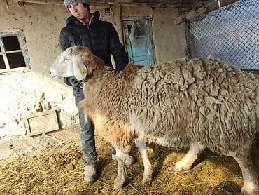 Продаю | Овца (самка) | Для разведения | Осеменитель at lalafo.kg Продаю | Овца (самка) | Для разведения | Осеменитель