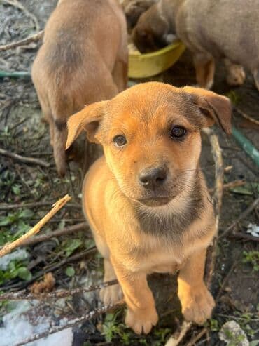 Дворняжка, 2 месяца, Самка at lalafo.kg Дворняжка, 2 месяца, Самка