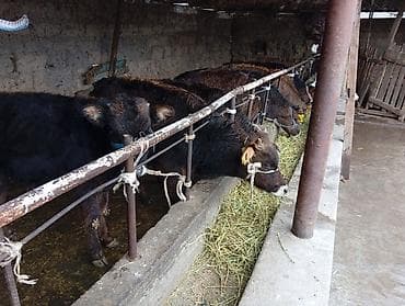 Продаю | Бык (самец) | Швицкая | На откорм at lalafo.kg Продаю | Бык (самец) | Швицкая | На откорм