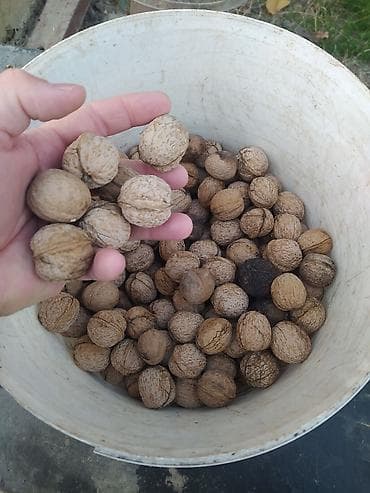 Грецкий орех в скорлупе - Урожай с частного подворья, собран и at lalafo.kg Грецкий орех в скорлупе - Урожай с частного подворья, собран и