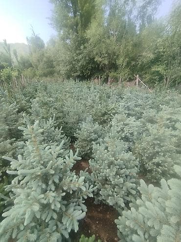 Ель колючая голубая (Picea pungens ‘Glauca’) — декоративные саженцы lalafo.kg да Ель колючая голубая (Picea pungens ‘Glauca’) — декоративные саженцы