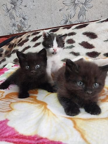 Отдам трёх малышей в добрые руки: Мама шотландская прямоухая. Котята at lalafo.kg Отдам трёх малышей в добрые руки: Мама шотландская прямоухая. Котята