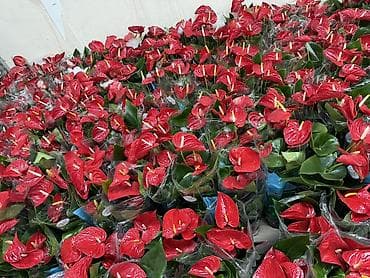Антуриумдар: Цветы на подарок 8 марта!!!! Антуриум (Anthurium) в горшке - lalafo.kg да — 3 Антуриумдар: Цветы на подарок 8 марта!!!! Антуриум (Anthurium) в горшке - — 3