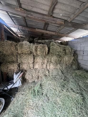 Сено 2кос плотный в Ивановке at lalafo.kg Сено 2кос плотный в Ивановке
