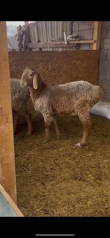 Продаю | Овца (самка) | Арашан | Для разведения | Матка at lalafo.kg Продаю | Овца (самка) | Арашан | Для разведения | Матка